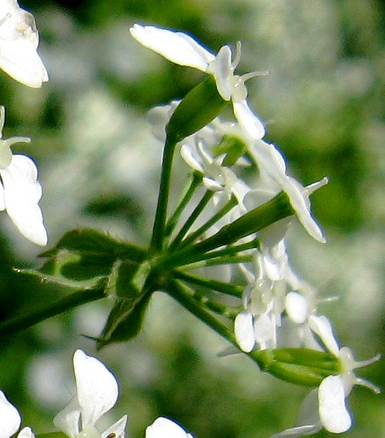 Anthriscus sylvestris / Cerfoglio selvatico